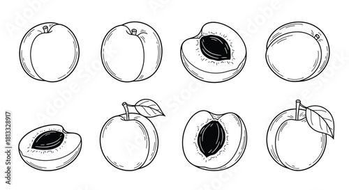 Hand drawn apricot fruit isolated on white background, vector illustration