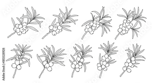 Hand drawn sea buckthorn branches isolated on white background, vector set