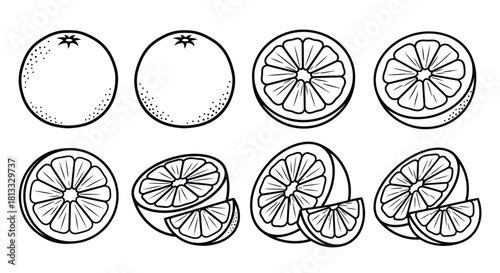 Hand drawn orange fruit set isolated on white background, vector illustration