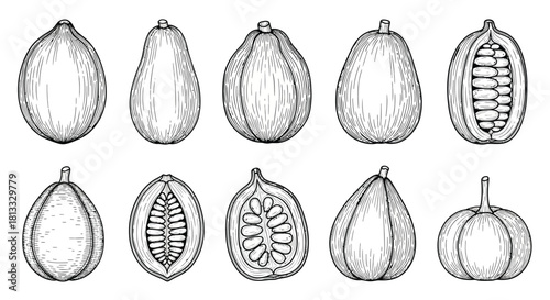 Collection of cocoa fruit isolated on white background in vintage style