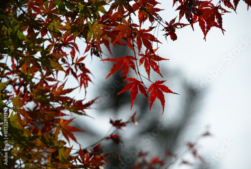 Autumn Atmosphere in the Heart of Chichibu