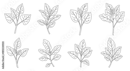 Hand drawn oregano branches isolated on white background, botanical illustration