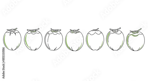 Hand drawn illustration of coconut isolated on white background