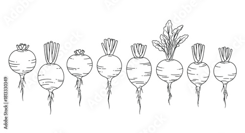 Hand drawn turnip set isolated on white background for design element