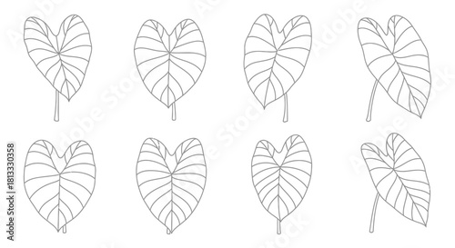 Hand drawn taro leaves isolated on white background, botanical drawing, set