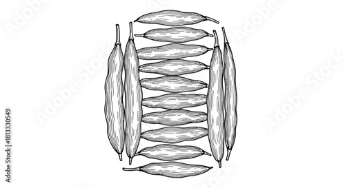 Hand drawn pile of moringa pods isolated on white background illustration