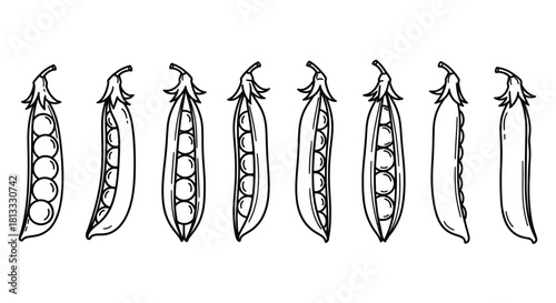 Hand drawn peas isolated on white background, vector illustration design