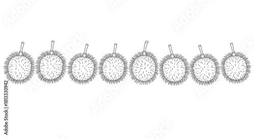Hand drawn rambutan fruits isolated on white background in vector format
