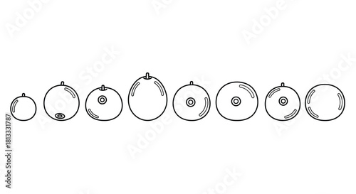 Set of oranges isolated on white background in line art style drawing