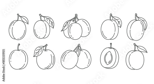 Hand drawn plums isolated on white background, a set of fruits in vector