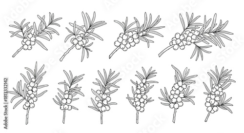Hand drawn sea buckthorn branches isolated on white background, vector set
