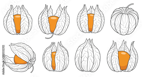 Hand drawn physalis or golden berry isolated on white background vector set