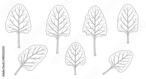 Line art illustration of spinach leaves isolated on white background