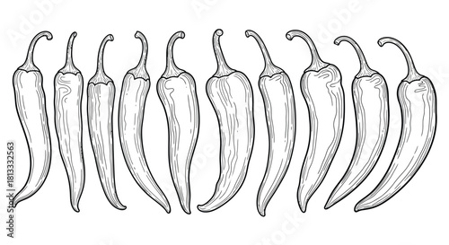 Hand drawn illustration of a row of chili peppers isolated on white background