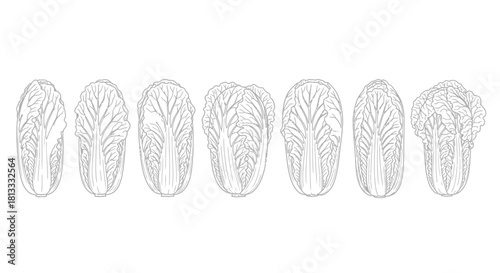 Hand drawn sketch of napa cabbage isolated on white background in a row