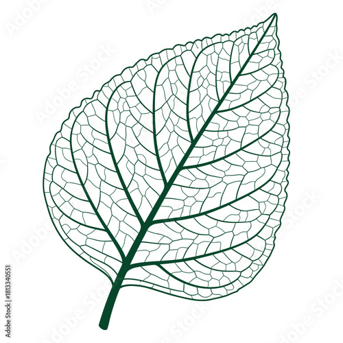 Detailed Leaf Anatomy Illustration with Visible Veins and Structure Biology Education