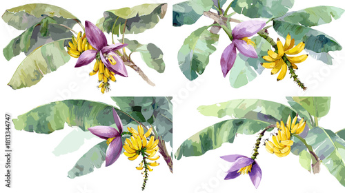 Watercolor illustration of banana flowers and clusters of young bananas with lush green leaves. Perfect for tropical design, botanical art, food packaging, and garden themed visuals.