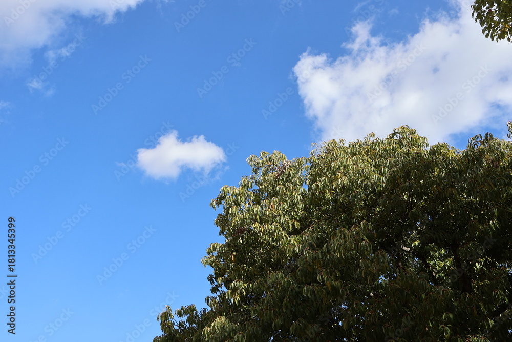 Obraz premium 公園で見る空