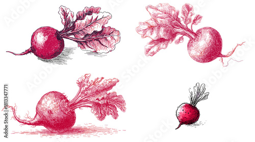 Hand drawn illustration of radishes with detailed leaves and textured shading in red ink. Perfect for botanical art, farm design, food labels, gardening themes, and organic vegetable graphics.