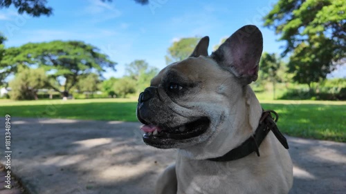 French Bulldog in the Park: A charming French bulldog sits patiently, enjoying the serene atmosphere of a sunny park, with a backdrop of lush green trees and a clear blue sky.