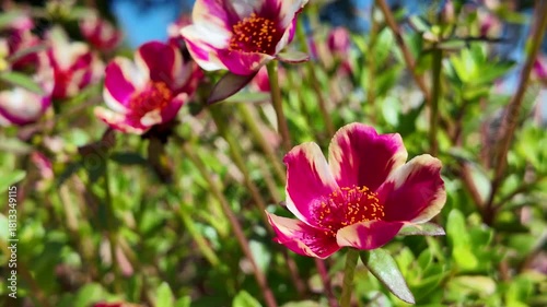 Blossom’s Grace: Exquisite close-up of vibrant flowers in full bloom, revealing delicate petals and intricate patterns, all under the gentle caress of sunlight.