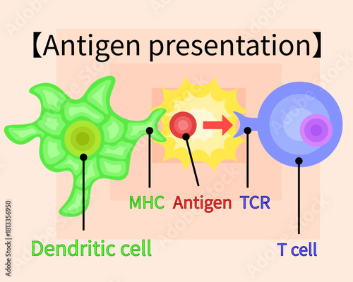 dendritic cell/T cell/antigen presentation illustration　English