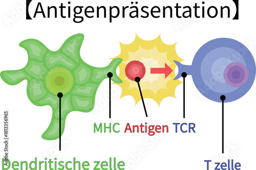 dendritic cell/T cell/antigen presentation illustration　German no background