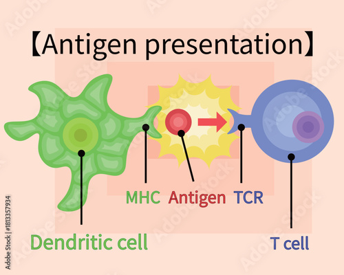 dendritic cell/T cell/antigen presentation illustration English
