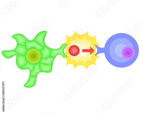 dendritic cell/T cell/antigen presentation illustration no background