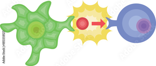 dendritic cell/T cell/antigen presentation illustration no background