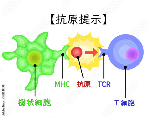dendritic cell/T cell/antigen presentation illustration Japanese no background