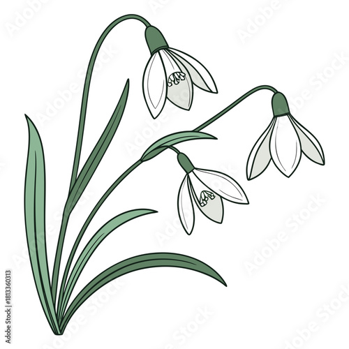 Delicate Snowdrops with Green Stems and Leaves on White Background flower floral