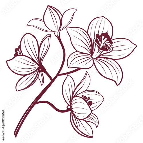 Outline illustration of a branch with three orchid flowers floral botanical