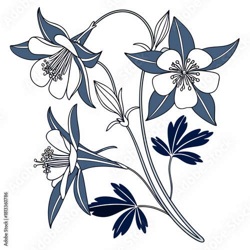 Fotografie Blue Columbine Flowers And Leaves Illustration On White Background floral aquile
