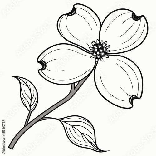 Black and White Dogwood Flower Illustration with Leaves bloom blossom