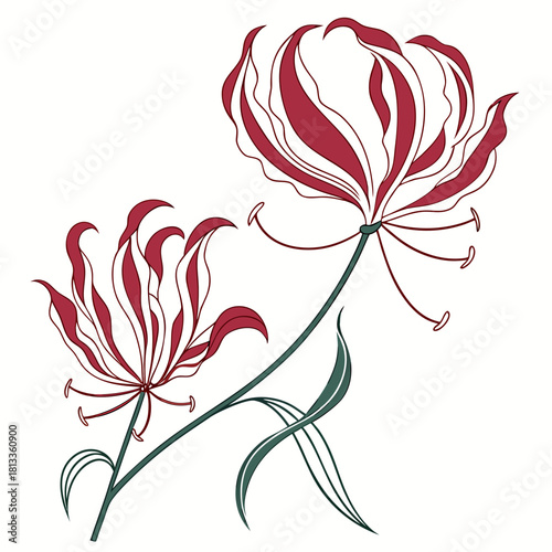 Stylized Red Spider Lilies with Green Stems and Leaves on White spider lily red lily