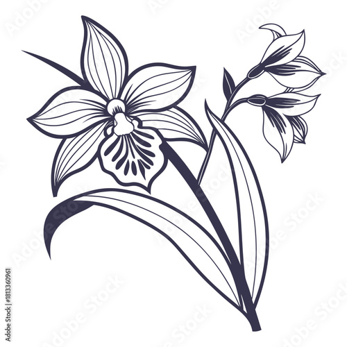 Dark Blue Outline of an Orchid Flower and Buds on White Background floral plant