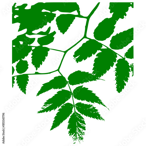 grape vine leaves