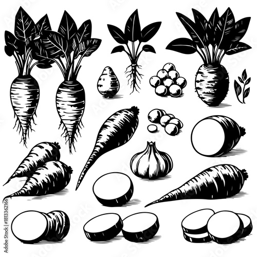 Illustration showing an assortment of root vegetables including beets carrots and turnips in black and white