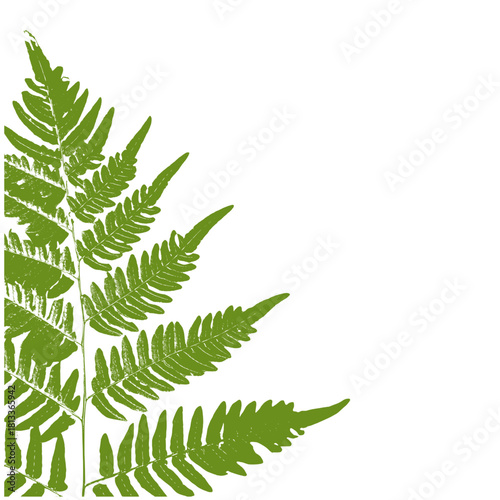 fern leaf isolated on white