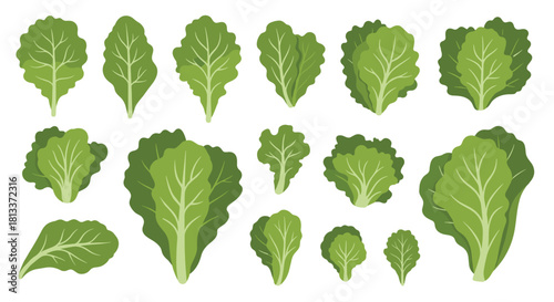 Collection of various fresh green lettuce leaves and heads on a white background.