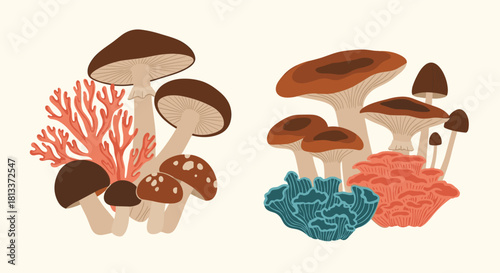 Illustrated collection of various mushrooms and coral-like fungi in warm and cool tones.