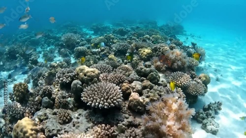 Wallpaper Mural Abstract underwater light rays piercing through the surface, illuminating colorful soft corals and creating shifting, ethereal patterns on the seabed. Torontodigital.ca