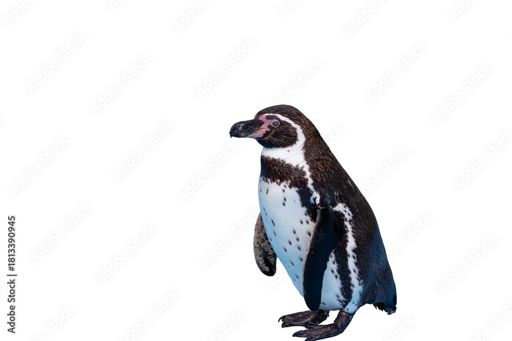 Fototapeta premium 一羽のフンボルトペンギン