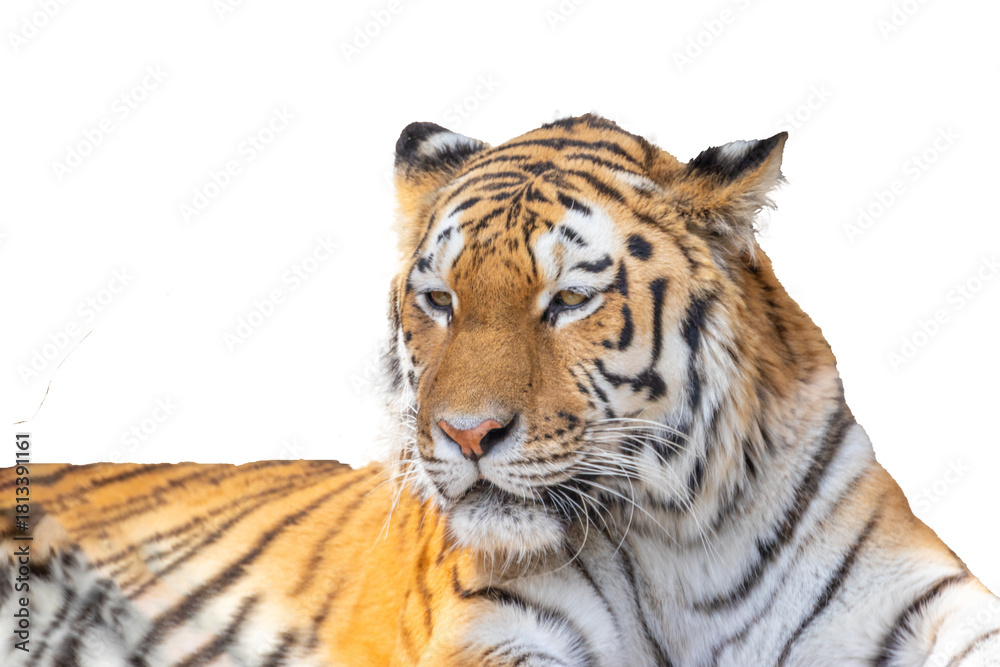 Fototapeta premium 大きなトラの顔