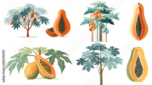 A detailed vector illustration of papaya trees and sliced fruits with lush leaves and warm colors. Perfect for tropical themes, botanical designs, farming visuals, and healthy food projects.