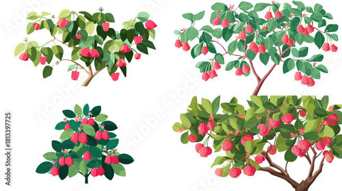 A colorful vector illustration of lychee trees with lush green leaves and ripe red fruits. Perfect for botanical themes, tropical agriculture designs, orchards, and food related visuals.