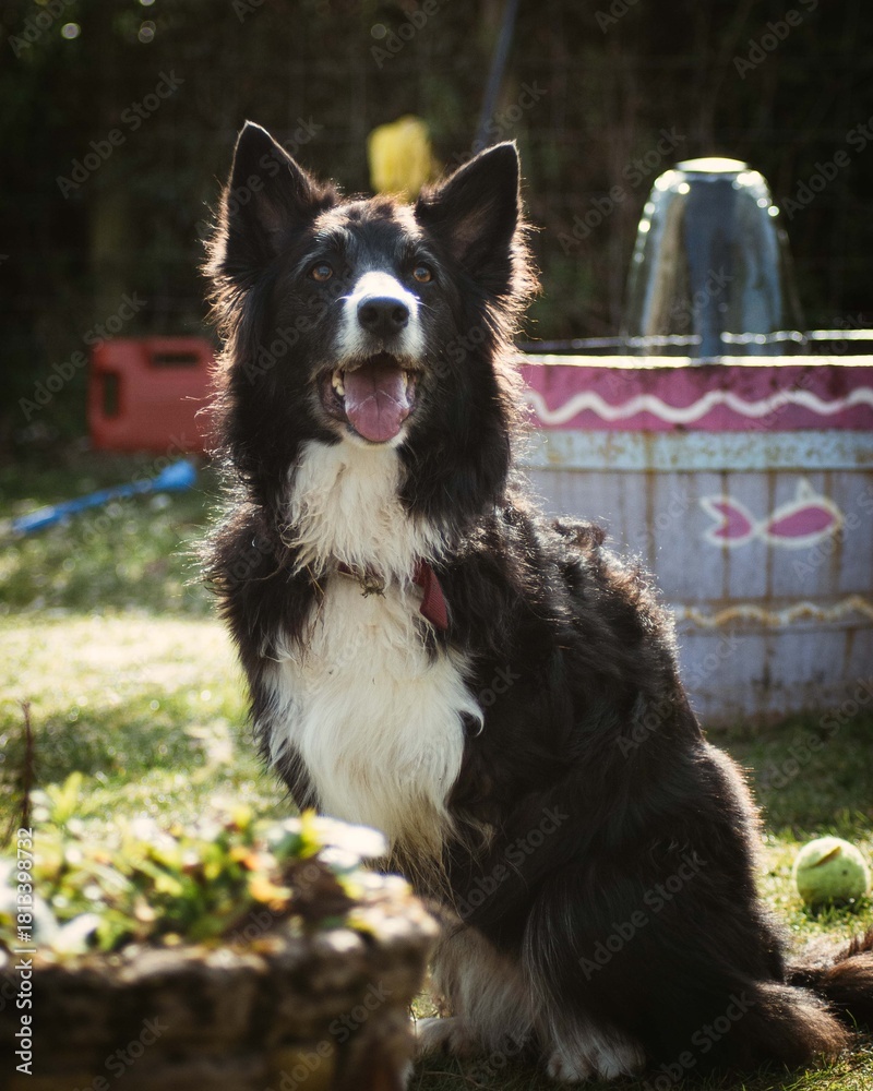 Fototapeta premium Border collie dog