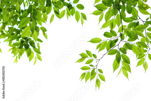 色鮮やかな新緑の葉　白背景