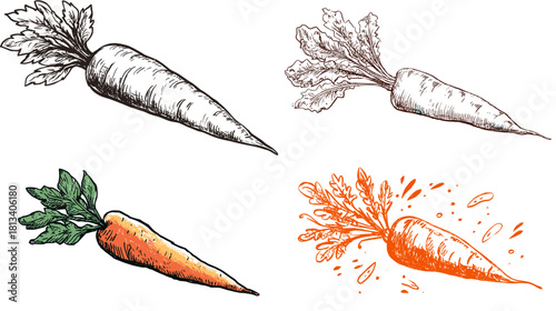 A set of carrot illustrations in sketch and watercolor styles. Includes hand drawn vegetables with textured lines and vibrant colors, ideal for food graphics, packaging and organic themes.